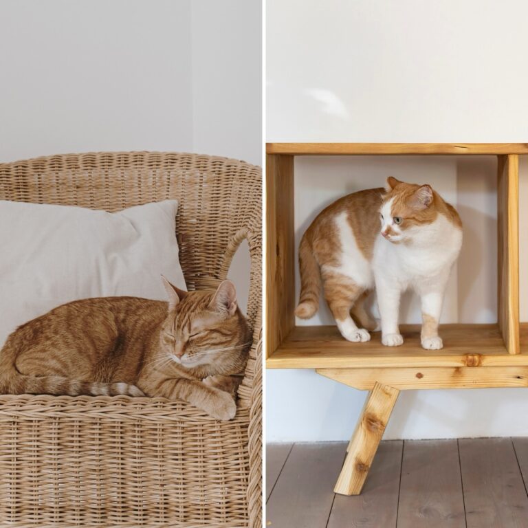 cat furniture for large cats